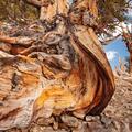 Ancient Bristlecone Pine, Inyo National Forest -1