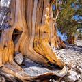 Ancient Bristlecone Pine, Inyo National Forest -15