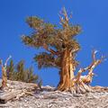 Ancient Bristlecone Pine, Inyo National Forest -16