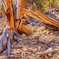 Ancient Bristlecone Pine, Inyo National Forest -26