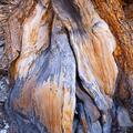 Ancient Bristlecone Pine, Inyo National Forest -7