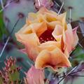 Black-spined Pricklypear Cactus -02