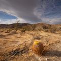 Anza Borrego State Park, Blooming Barrel Cactus -72
