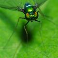 Tiny Green Fly -9