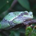 Green Tree Frog -492