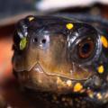Spotted Turtle -5