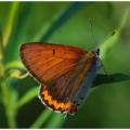 American Copper Butterfly -491