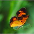 Pearl Crescent Butterfly -11