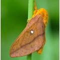Orangestriped Oakworm Moth -12