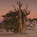 Ancient Bristlecone Pine Sunset-10