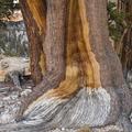 Ancient Bristlecone Pine-4