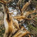 Ancient Bristlecone Pine-7