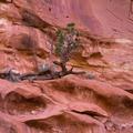 Capitol Reef National Park-1