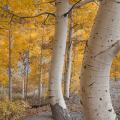 Fall color in Colorado-25
