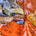 Fall Leaves in Water -22