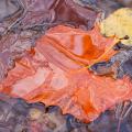 Fall Leaves in Water -2