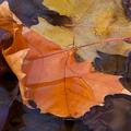 Fall Leaves in Water -9